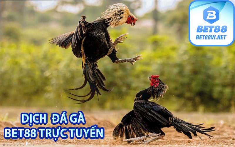 Dịch Đá gà bet88 trực tuyến